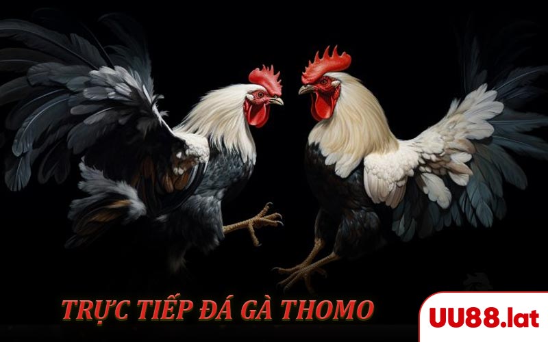 Trực Tiếp Đá Gà Thomo - Màn So Găng Đỉnh Cao Hàng Đầu Châu Á